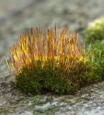 Attēlu rezultāti vaicājumam “Conardia compacta macro”