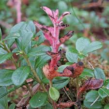 Attēlu rezultāti vaicājumam “Exobasidiales”