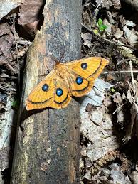 Attēlu rezultāti vaicājumam “Aglia tau”