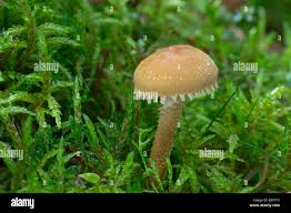 Attēlu rezultāti vaicājumam “Cystoderma amianthinum”