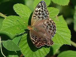 Attēlu rezultāti vaicājumam “Argynnis paphia female”