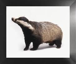 Attēlu rezultāti vaicājumam “Meles meles”