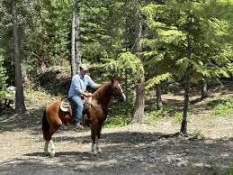 Image result for Abinger Forest Riding Club