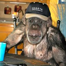 Afbeeldingsresultaat voor cheeta