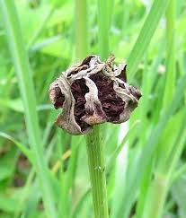 Attēlu rezultāti vaicājumam “Tragopogon heterospermus bud”