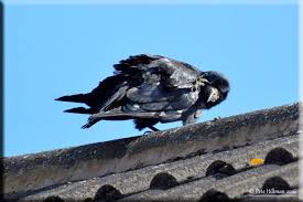 Attēlu rezultāti vaicājumam “Corvus frugilegus adult”