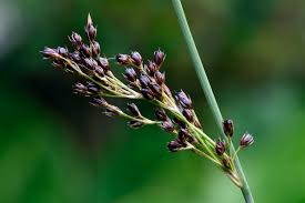 Attēlu rezultāti vaicājumam “Juncus inflexus”