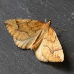 Attēlu rezultāti vaicājumam “Eulithis mellinata”