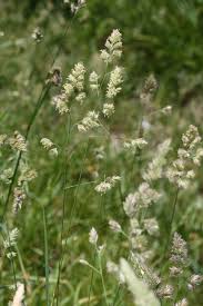 Attēlu rezultāti vaicājumam “Dactylis glomerata subsp. glomerata”