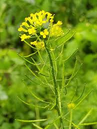 Attēlu rezultāti vaicājumam “Erysimum cheiranthoides flower”