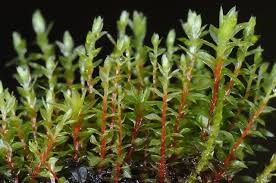 Attēlu rezultāti vaicājumam “Bryum pseudotriquetrum”