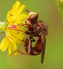 Attēlu rezultāti vaicājumam “Sicus ferrugineus”