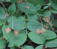 Attēlu rezultāti vaicājumam “Euonymus verrucosus”
