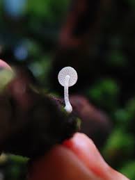 Attēlu rezultāti vaicājumam “Philonotis marchica sporophyte”