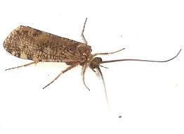 Attēlu rezultāti vaicājumam “Phryganeidae”