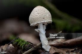 Attēlu rezultāti vaicājumam “Lepiota clypeolaria”