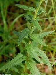 Attēlu rezultāti vaicājumam “Hieracium umbellatum bud”