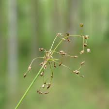 Attēlu rezultāti vaicājumam “Luzula pilosa bud”