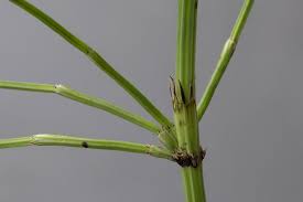 Attēlu rezultāti vaicājumam “Equisetum palustre”