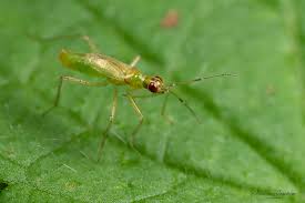 Attēlu rezultāti vaicājumam “Dicyphus sp.”