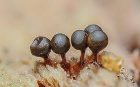 Attēlu rezultāti vaicājumam “Metatrichia floriformis spores”