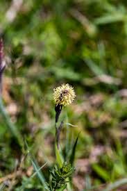 Attēlu rezultāti vaicājumam “Carex caryophyllea flower”
