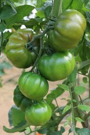 Afbeeldingsresultaat voor marmande jaune tomato