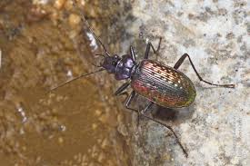 Attēlu rezultāti vaicājumam “Nebria livida”