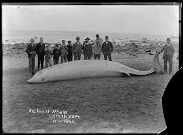 Image result for Ziphius cavirostris