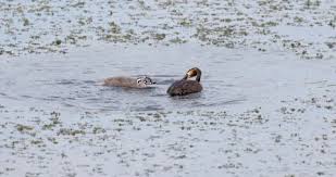 Attēlu rezultāti vaicājumam “Podiceps cristatus juvenile”