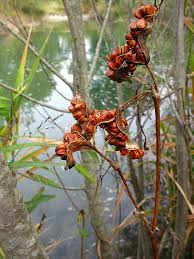 Attēlu rezultāti vaicājumam “Iris pseudacorus fruit”