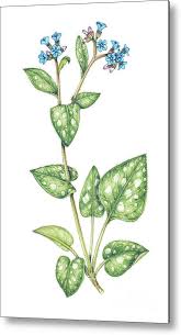 Image result for Pulmonaria officinalis