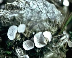 Attēlu rezultāti vaicājumam “Octospora splachnophila”