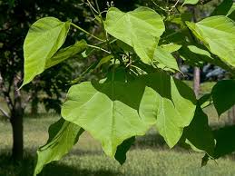 Attēlu rezultāti vaicājumam “Catalpa ovata leaf”