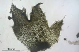 Attēlu rezultāti vaicājumam “Lophozia incisa”