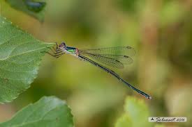 Attēlu rezultāti vaicājumam “Chalcolestes viridis”