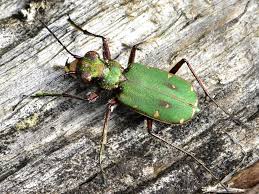 Attēlu rezultāti vaicājumam “Cicindela campestris”