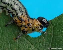 Attēlu rezultāti vaicājumam “Nematus salicis”