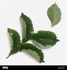 Attēlu rezultāti vaicājumam “Ulmus x hollandica leaf”