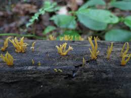 Attēlu rezultāti vaicājumam “Calocera glossoides”