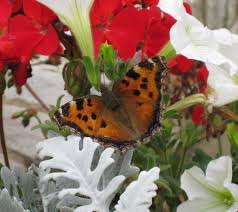 Attēlu rezultāti vaicājumam “Nymphalis xanthomelas larva”