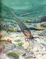 Attēlu rezultāti vaicājumam “Endoceras”