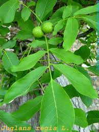 Attēlu rezultāti vaicājumam “Juglans regia fruit”