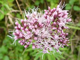 Attēlu rezultāti vaicājumam “Eupatorium cannabinum flower”