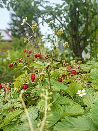 Image result for Rosengewächse