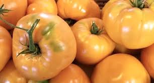 Afbeeldingsresultaat voor amana orange beefsteak tomato