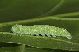 Attēlu rezultāti vaicājumam “Orthosia sp. larva”
