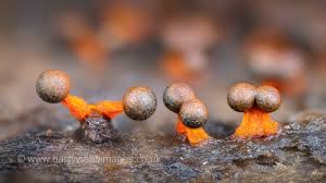 Attēlu rezultāti vaicājumam “Amaurochaete atra”