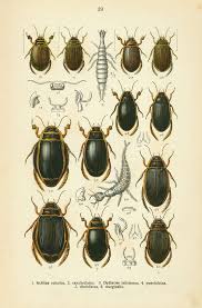 Attēlu rezultāti vaicājumam “Dytiscus dimidiatus”