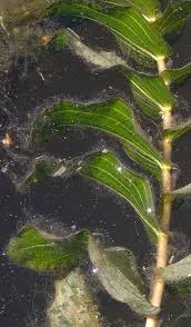 Attēlu rezultāti vaicājumam “Potamogeton perfoliatus flower”